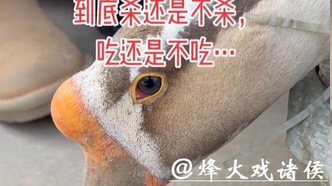 “才开始烧水，它就掉眼泪了”待宰大鹅哭了，网友喊话求放过，主人：不敢吃了